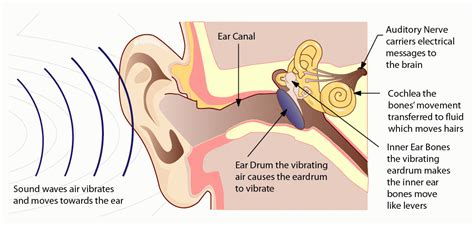 Which Ear Hears Music Better: A Detailed Discussion